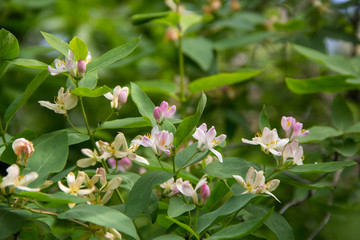 Honeysuckle Lonicera are popular garden plants