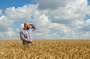 Naklejka na ściany i meble hairless farmer with beard standing and look around in the wheat field. Farmer or agronomist inspect quality of wheat, harvest time.