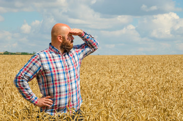 hairless farmer with beard standing and look around in the wheat field. Farmer or agronomist inspect quality of wheat, harvest time.