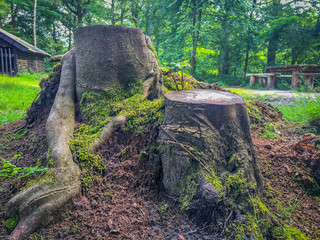 beatiful twin tree stump in the forest