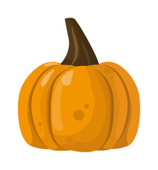 Autumn pumpkin vegetable design. Pumpkin oriental bittersweet vector illustration. Orange halloween pumpkin vegetable collection. Harvest symbol season decoration.
