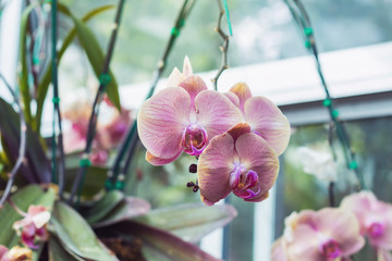 Image of beautiful purple orchid