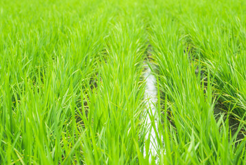 夏の水田の稲 / 北海道　旭川市