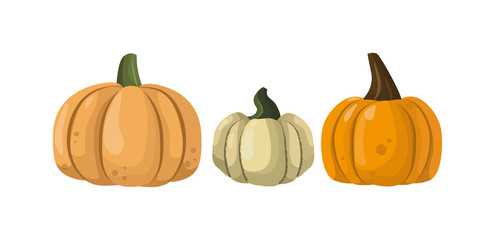 Autumn pumpkin vegetable design. Pumpkin oriental bittersweet vector illustration. Orange halloween pumpkin vegetable collection. Harvest symbol season decoration.