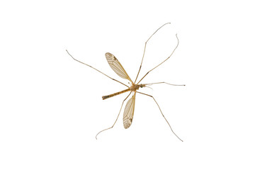 Mosquito bite isolated on white