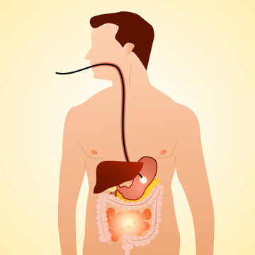 Gastrointestinal tract in gastroenterology