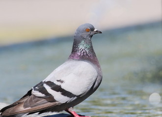 pigeon on fountain