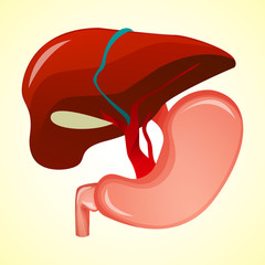 Gastrointestinal tract in gastroenterology