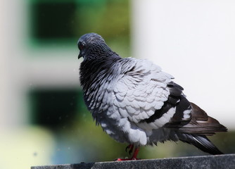 pigeon on fountain