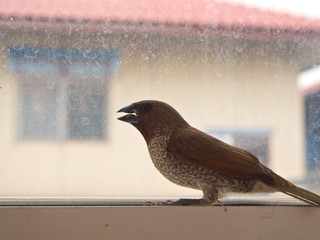 Bird at the glass window