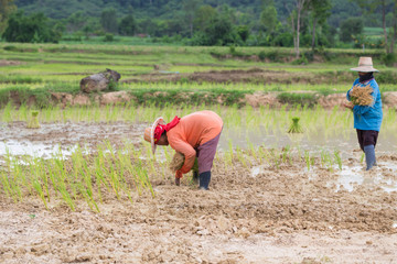 Farmer Thailand