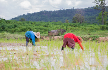 Farmer Thailand