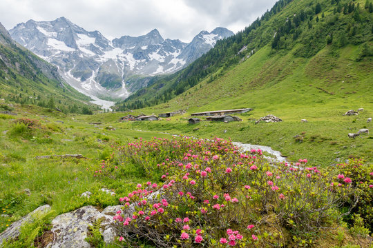 Alpenrosen im Gebirge mit Gletscher im Hintergrund