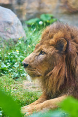 ライオンの横顔
