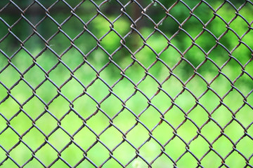 Fototapeta premium rabitz on the background of green grass