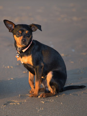 little black and brown smooth-haired dog is on the sand on blue sky background