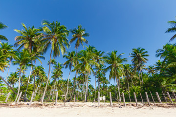 Fototapeta na wymiar Coconut tree farm in Bahia