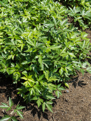 トウキ　薬用植物