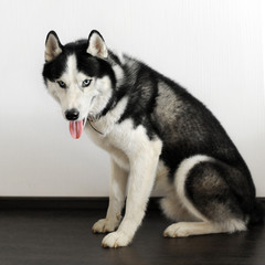 Siberian husky dog