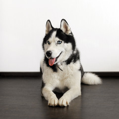 Siberian husky dog
