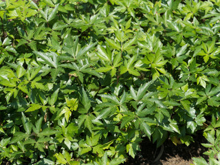 トウキ　薬用植物