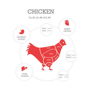 Butcher shop concept vector illustration. Chicken cuts. Animal parts diagram