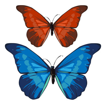 Red and blue beautiful butterfly, vector insect