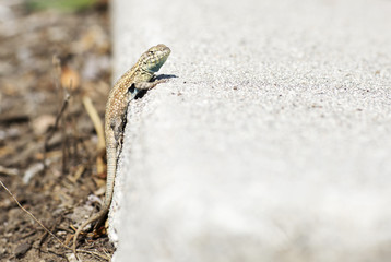 Small lizard crawls out of his hole. Portrait of a lizard, reptile on the background of gray cement slab. 