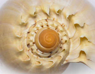 macro detail of a sea shell