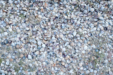 Seashell background, lots of different seashells