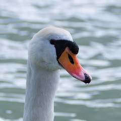 Beautiful white swan on the lake Balaton, summer 2016 in Hungary