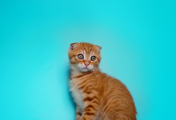 Scottish Fold red kitten isolated on the bright ultramarine background - 116337088