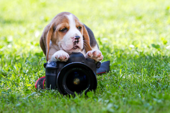 beagle puppy