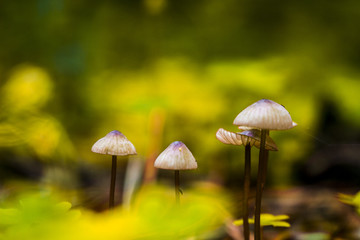 Family of fungi