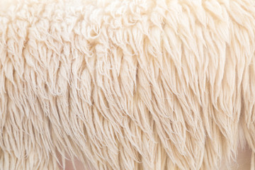 wool sheep background, Fleece