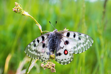 Apollo butterfly sits on a grass
