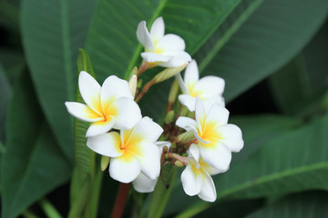 Bunch of white plumeria flower on green background.