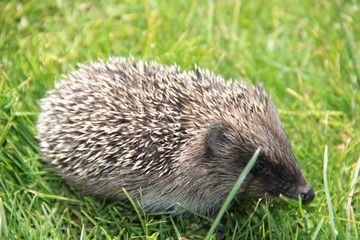 Hedgehog on autumn leaves in forest