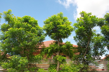 Tree behind the house