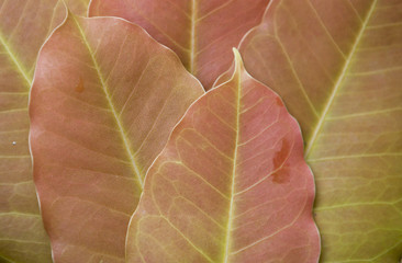 Natural background of close up red young leaves