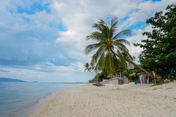 Tropical beach with palm tree against sky