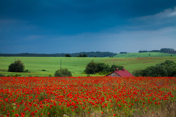 Obraz premium A field of red poppies