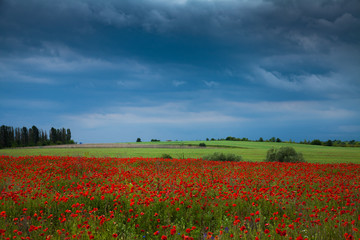 A field of red poppies