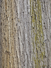 Tree, Background