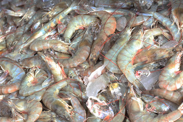 Plenty of shrimp at the market for sell