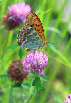 Argynnis paphia. A butterfly a butterfly close up on the blossom