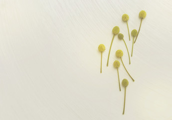 Vintage style background of flower on white texture background