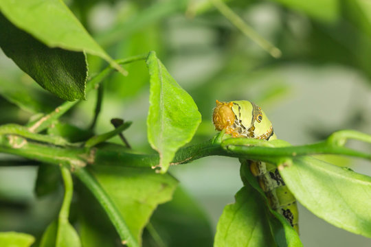 catepillar on leaf