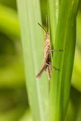 gasshopper on leaf