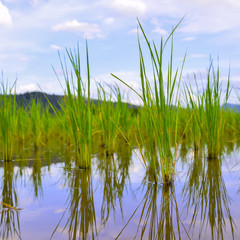Fototapeta premium Young rice sprout ready to growing in the rice field